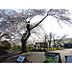 周辺：都立狭山公園