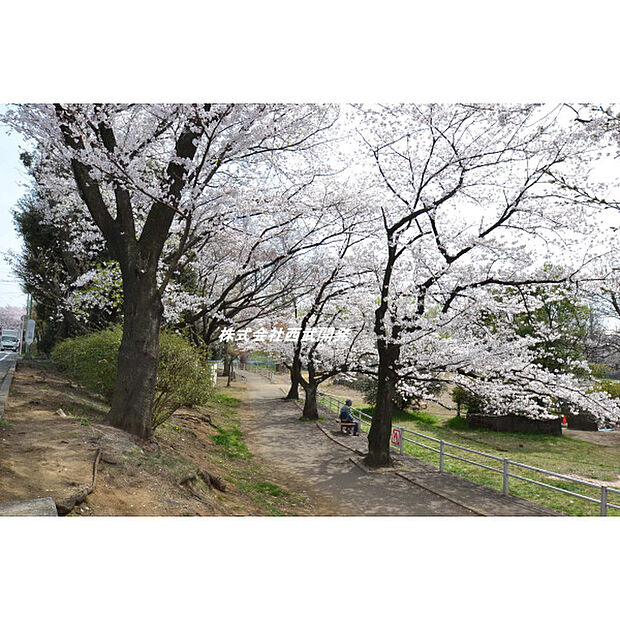 白山公園