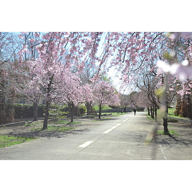 小金井公園