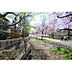 周辺：小金井公園