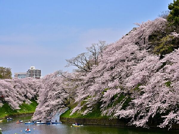 ソメイヨシノやヤマザクラなどが植えられ、桜の名所としても知られています。初夏には新緑、秋の紅葉など、四季折々の風景をボートに乗って眺めることができます。