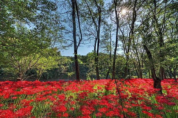 巾着田曼珠沙華公園 944m