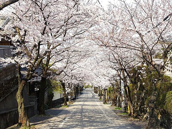 マンション前が桜並木なので、春には花見が楽しめます。