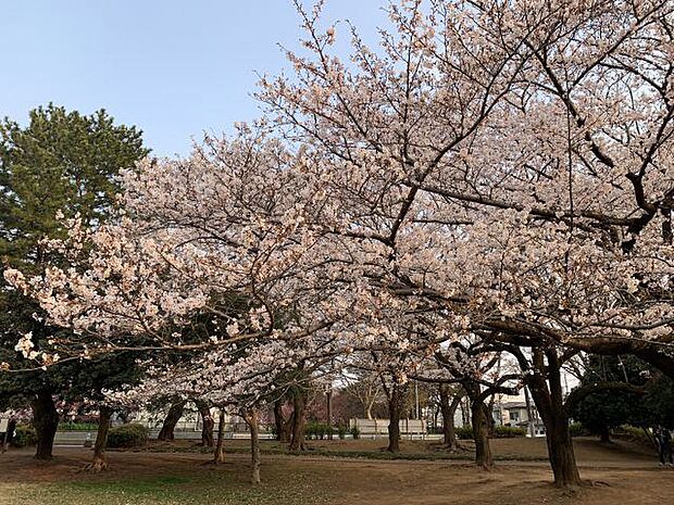 公園「西千葉公園まで500m」