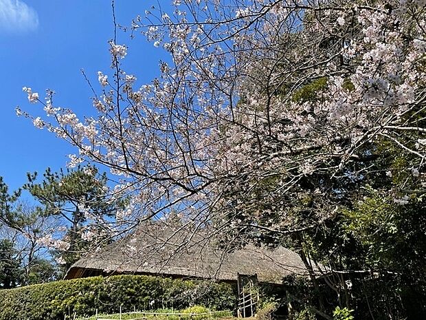 公園「藤崎森林公園まで2000m」