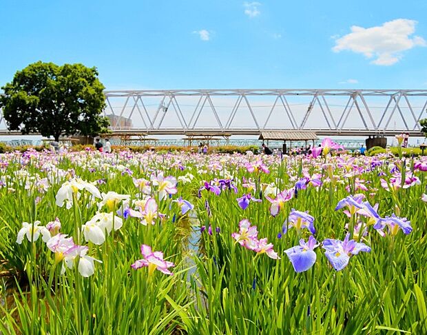公園「小岩菖蒲園まで2500m」
