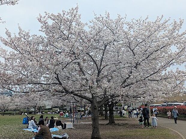 公園「坪井近隣公園まで700m」