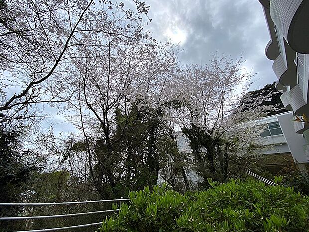 マンション敷地内は桜の木が多数植えてありお部屋の目の前も桜の木になります。
