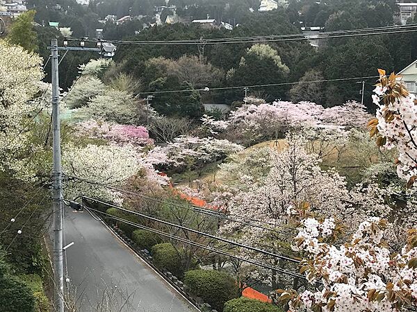 【オーナー様ご提供】なんと桜公園の桜がご自宅からご覧いただけます。