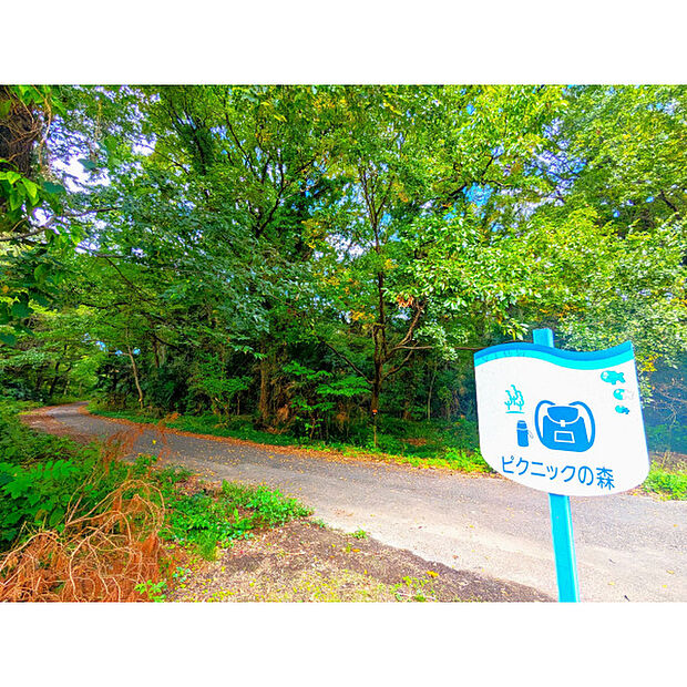 ピクニックの森