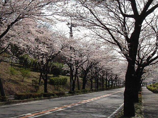春に咲く団地内の桜並木