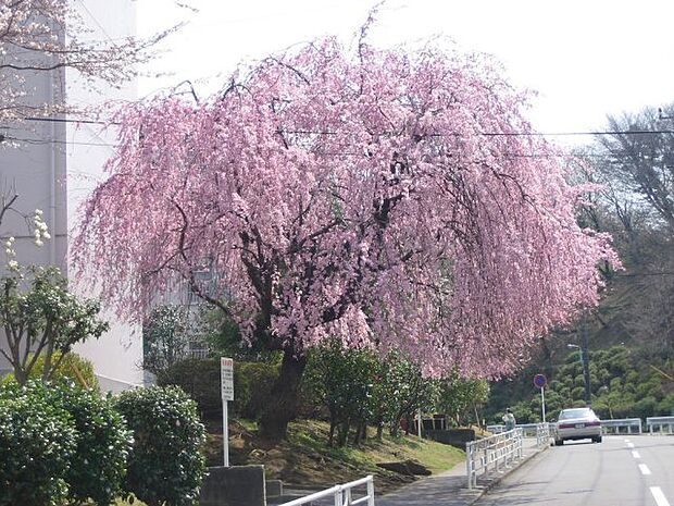 春には枝垂れ桜が見事な敷地内道路