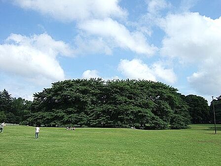 砧公園