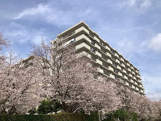 お部屋から桜の眺望が楽しめますよ。