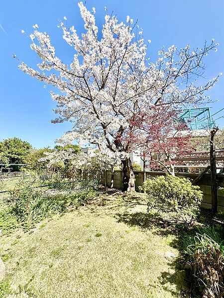 桜のある専用庭（写真は2026年4月）