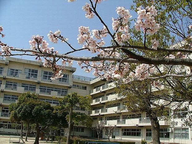 小学校「松戸市立松ケ丘小学校まで320m」
