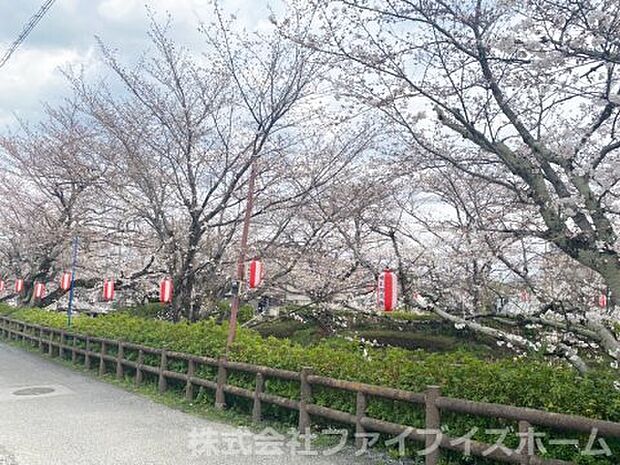 《物件から徒歩1分！》鴻巣市内では毎年、鴻巣さくら祭りが開催されます！3月下旬〜4月上旬にかけて、提灯がライトアップされます！今なら桜を眺めながらご見学できます♪夜間での見学もお気軽にどうぞ♪