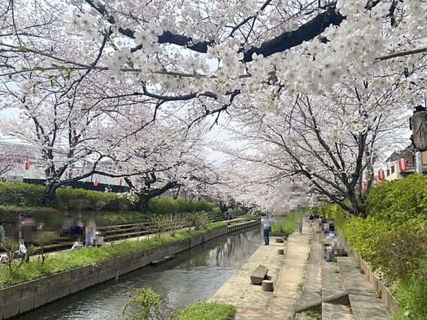《物件から徒歩1分！》春には見事に咲き誇る満開の桜が見どころとなります。家族や友人とお弁当を持参して花見を楽しんでみてはいかがでしょうか。（2024.4.7撮影）