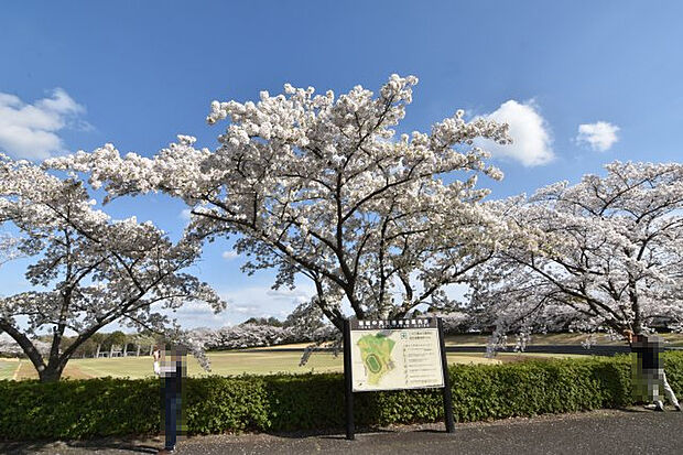 近隣にある稲城中央公園の桜が満開です。自然環境にとても恵まれた周辺環境です。
