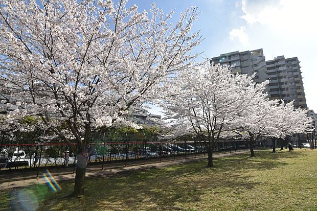 目の前で桜がきれいに咲いています。マンションの前でみなさんお花見をされておりました。　