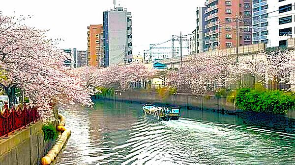大岡川沿いの桜