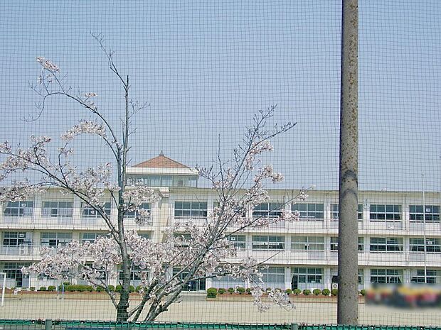 弥富市立桜小学校(542m)