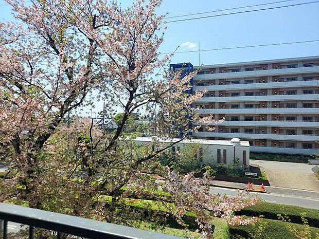 バルコニーからの眺望　桜を楽しめます