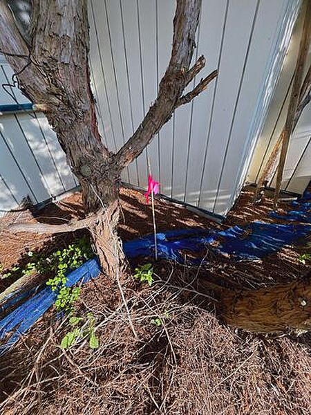 【境界】測量中です。西側隣地との境界のお写真です。売主にて建物解体と木の伐採を行い、整地にしてお引渡しいたします。