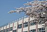 周辺：中野区立白桜小学校　徒歩4分 320m