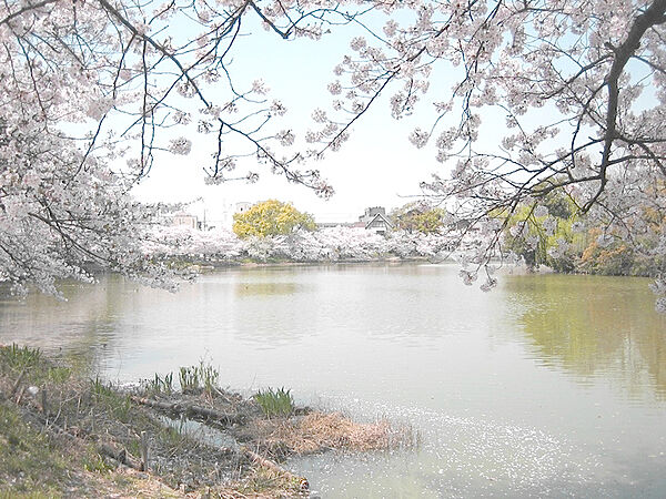 万代池公園まで1192ｍ　徒歩約15分