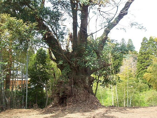 庭に椎の大樹