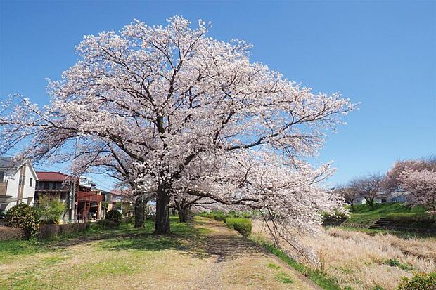 南浅川桜並木