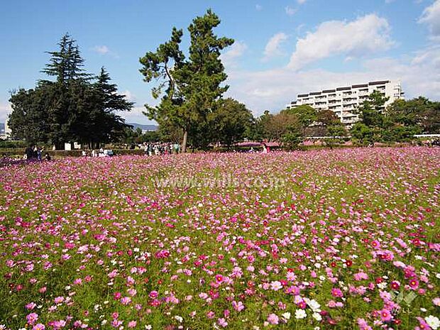 武庫川髭の渡しコスモス園の外観