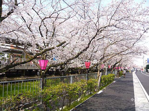「武庫之荘」駅前の桜並木の外観
