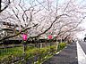 周辺：「武庫之荘」駅前の桜並木の外観