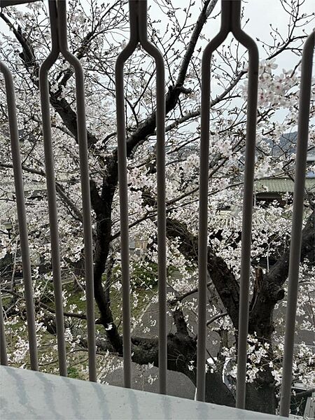窓から桜の木が見えています♪