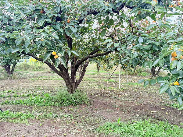 外観：320000025158