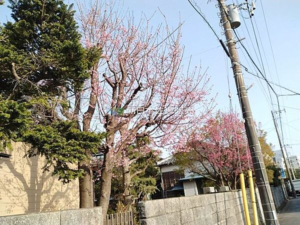桜の木