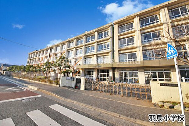 羽鳥小学校まで約439m