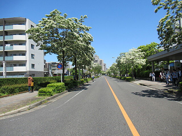 団地東側から北方向に走る、なんじゃもんじゃ（正式名称：ヒトツバタゴ）の並木道。