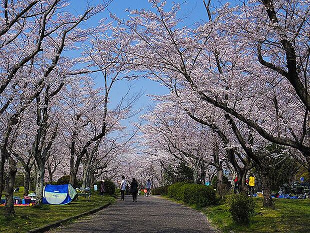 平和公園■緑いっぱいの自然に囲まれた公園です。お父さんの休日には運動用具をもってキャッチボールしたり、サッカーしたりと幅広い遊びを可能にしてくれます。 1100m