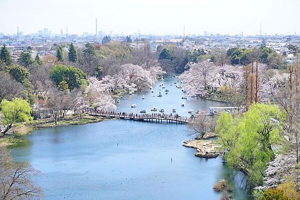 春の井の頭公園は桜が見事に咲き誇ります。満開の桜の下でお弁当を広げてピクニックを楽しんだり、水辺の景色を眺めながらのお散歩は、日々の暮らしに豊かな彩りを与えてくれます。
