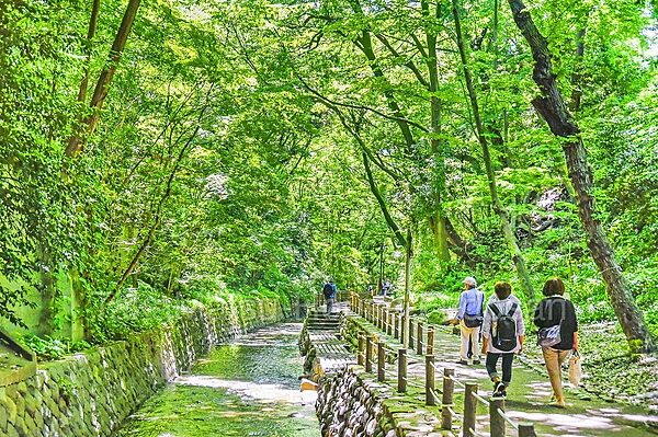 都内唯一の渓谷で、深い自然が堪能できます