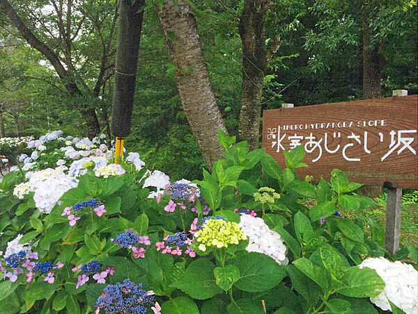 氷室あじさい坂 約2520ｍ(徒歩32分)