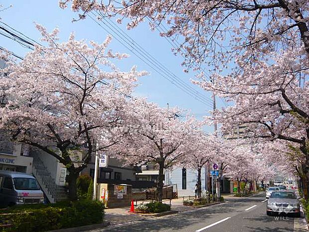 茶屋之町の桜並木の外観