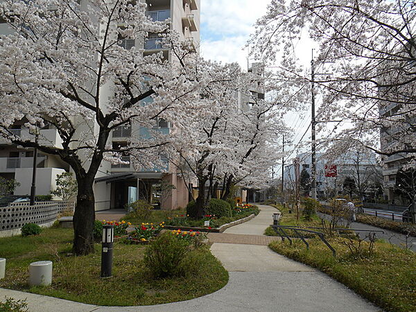 画像6:敷地内にある遊歩道と桜並木。