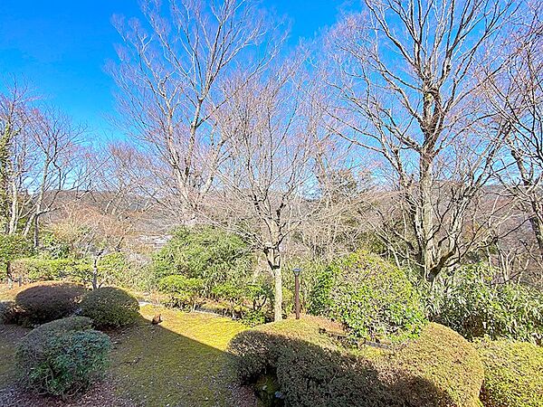 落葉樹のため、冬になると葉が落ち、見晴らしの良い景色に。