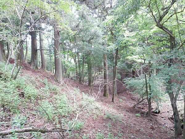 檜・椙林が広範にあります。