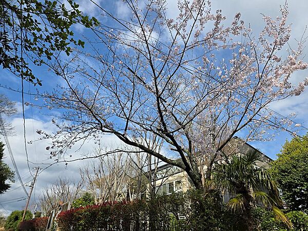 【夢舞台外観】桜とのコラボレーションです
