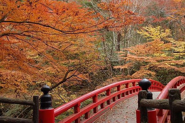 岩屋堂公園鳥原川沿いに広がる、豊かな自然に囲まれた景勝地です。名物の「天然プール」や美しい滝、ライトアップが絶景の紅葉など、四季折々の魅力を楽しめます。家族で一日中リフレッシュできる地域の心強い憩…